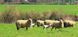 Ковдра овеча шерсть Hefel Pure Wool (GD) Всесезонне 3