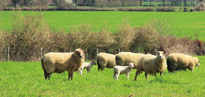 Купити Ковдра овеча шерсть Hefel Pure Wool (SD) Літній