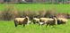 Ковдра овеча шерсть Hefel Pure Wool (SD) Літній 4