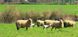 Одеяло овечья шерсть Hefel Pure Wool (SD) Летнее 3