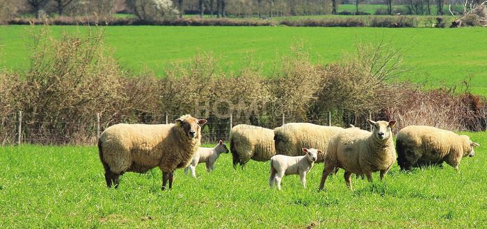 Купити Ковдра овеча шерсть Hefel Pure Wool (GD) Всесезонне