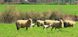 Ковдра овеча шерсть Hefel Pure Wool (GD) Всесезонне 4