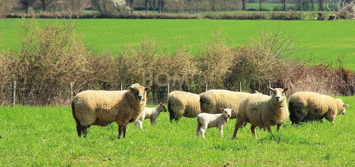 Купить Одеяло овечья шерсть Hefel Pure Wool (GD) Всесезонное